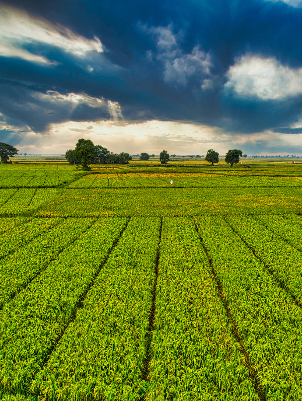 Agriculture & Agro-Industry